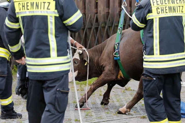 Mit einem Kran gelang den Rettungskräften letztendlich die Bergung des Tieres.