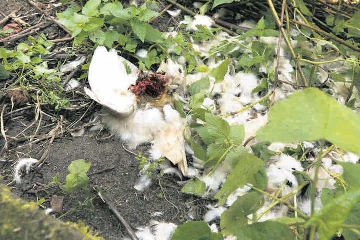 Nachts schepperte es, am Morgen war das Huhn tot - getötet von einem Waschbären.