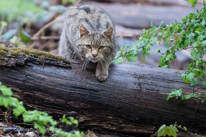 Eine Wildkatze streicht durch die Wälder.