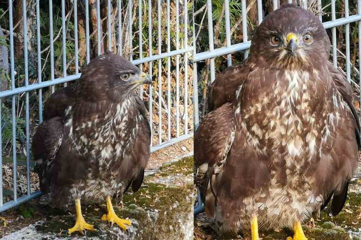 Die Einsatzkräfte fanden einen stark erschöpften Mäusebussard vor.