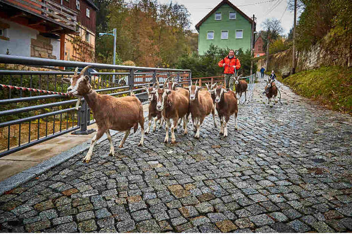 Im Ziegengalopp geht es in Richtung Elbe. Hat die Herde erst mal den Schwung, kommen Zweibeiner kaum noch hinterher.