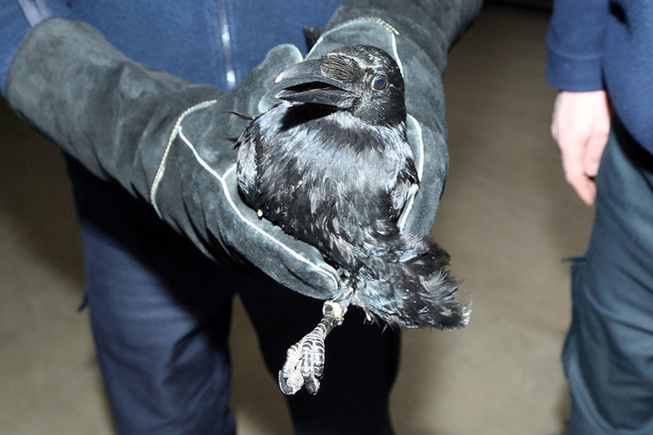 Der Rabe wurde nach seiner Befreiung zu einem Tierarzt gebracht.