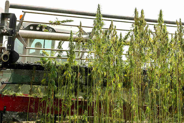 Mit einer eigens entwickelten Erntemaschine erntet ein Landwirt Cannabis in Naundorf.