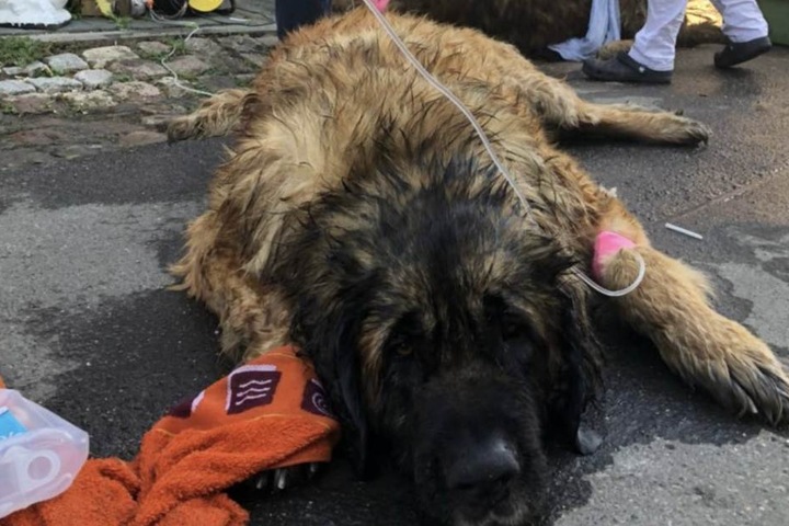 Keiner der Hunde konnte gerettet werden.