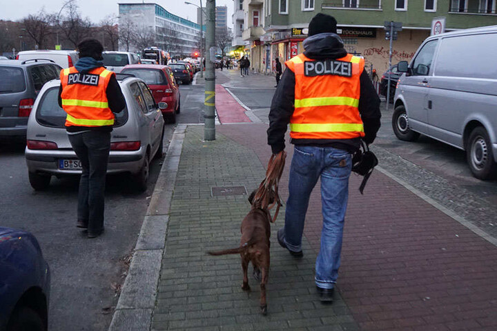 Ein Spürhund versucht eine Fährte aufzunehmen.