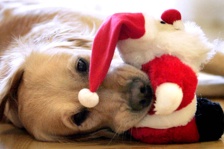 Natürlich haben auch Hunde ein Recht auf Weihnachten und entsprechende Geschenke.