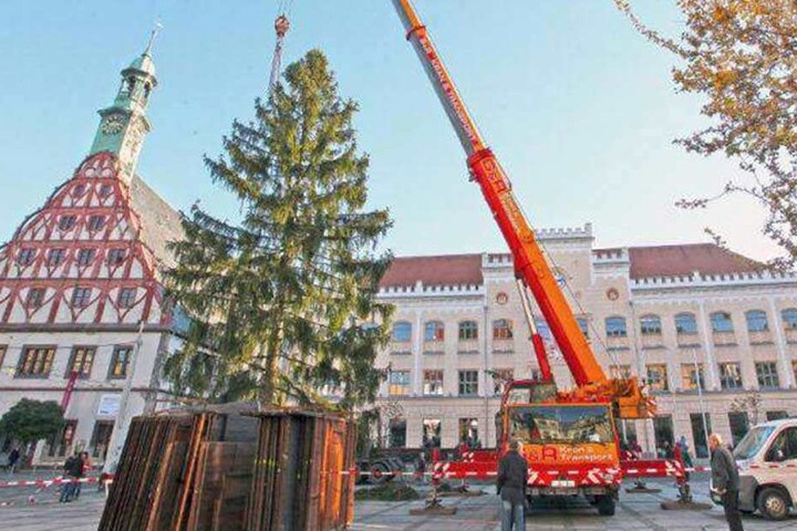 Dieser mickrige Baum machte 2015 die Zwickauer unglücklich.