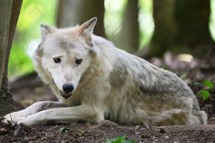 In Worbis dreht sich am Samstag alles um den Wolf.
