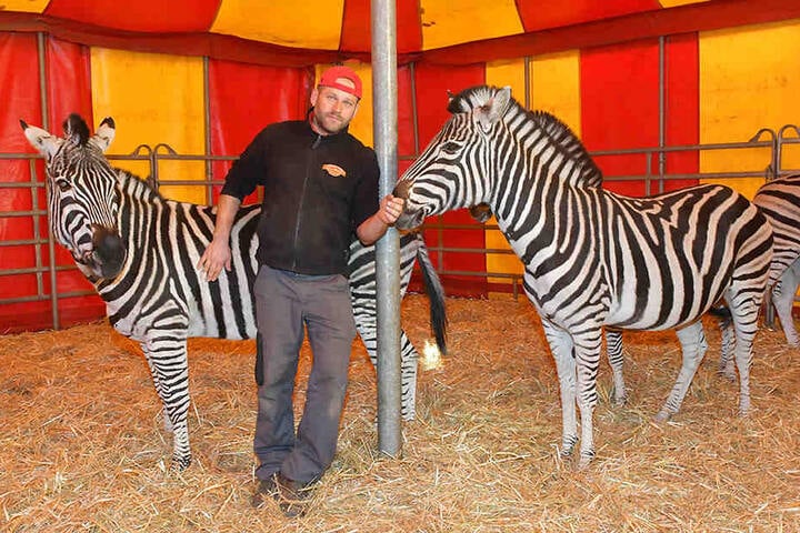 Trainer Jiri Berousek (48) und seine verbliebenen Zebras.