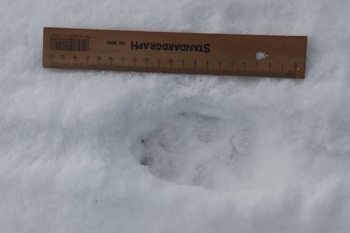 Wolfsspuren im Schnee.