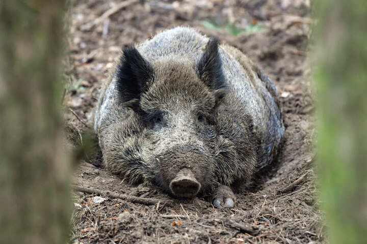 Ein Wildschwein hat eine Spielothek in Neuwied verwüstet.