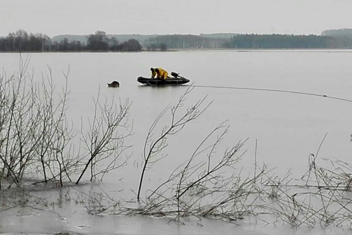 Mit einem Boot, an dem ein Eisschlitten war, wagte sich die Feuerwehr auf das Eis, um das Tier zu retten.