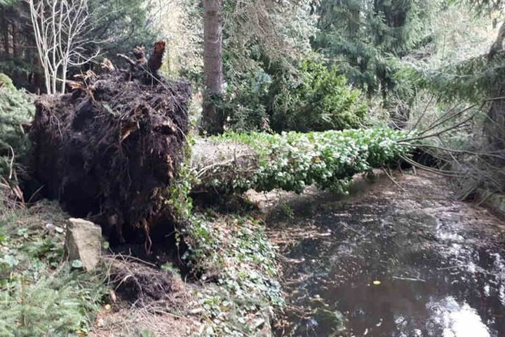 Bäume stürzten durch den Sturm um.