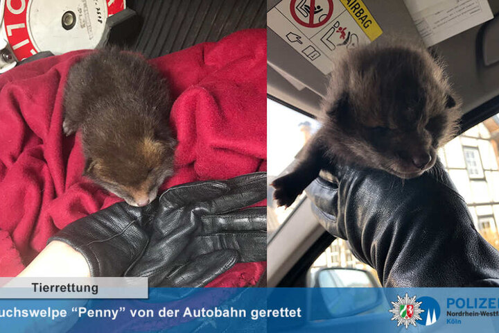 Die Polizistinnen tauften das Füchschen "Penny".