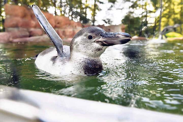 Im Tierpark...