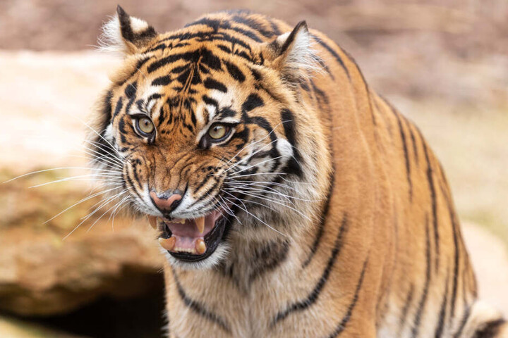 Ein Tiger im Bayerischen Wald? Die Polizei glaubt derzeit an einen Irrtum des Autofahrers. (Symbolbild)