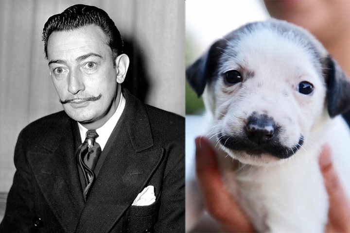 Die Ähnlichkeit von Salvador Dali (†84) und Salvador Dolly ist schlichtweg beeindruckend...
