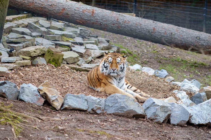 Tiger Wolodja genießt die Sonne in seinem neuen Freigehege.