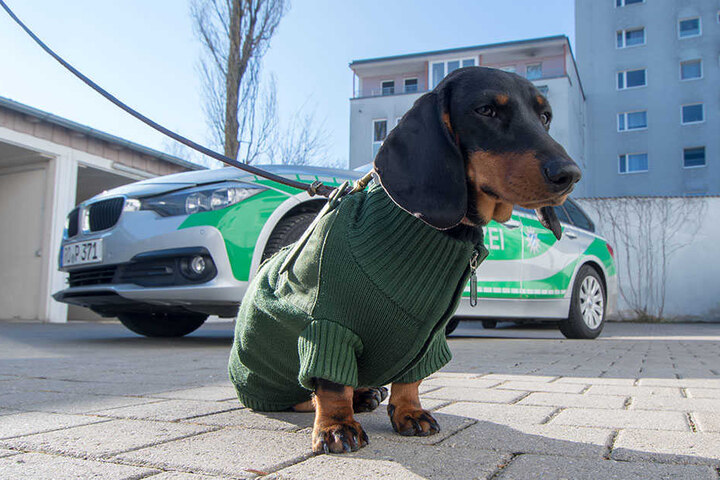 Hündin Olga sitzt in einem umgenähten ehemaligen Polizeipullover auf dem Gelände der Polizeiinspektion Waldkraiburg vor einem Polizeifahrzeug.