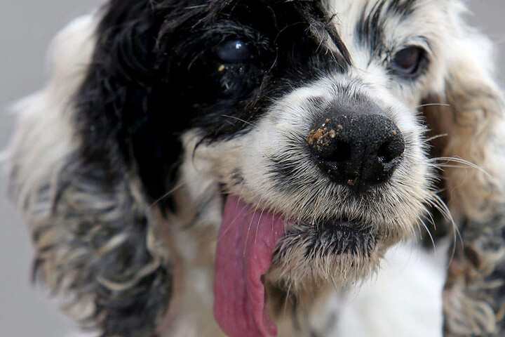 Hundedame Chipsy (14) sucht für ihren Lebensabend einen Gnadenplatz.