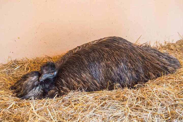 Emu-Mann Curly ist bereits 28 Jahre alt, in freier Wildbahn werden diese Vögel maximal 20 Jahre alt.
