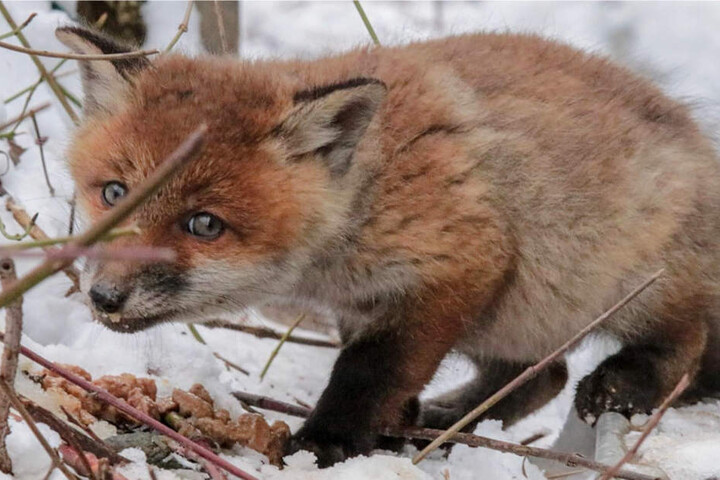Zum Glück nehmen die Jungtiere das Futter der Tierretter an.
