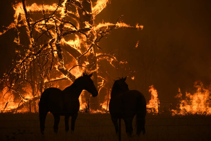 Zwei Pferde stehen auf einer Koppel, die vom Feuer bedroht ist. Die Lage im Kampf gegen die Buschbrände in Australien spitzt sich zu.