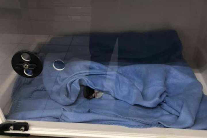 Alles versucht, aber vergeblich: Das Leben des kleinen Hamsters konnten die Mitarbeiter des Mainzer Tierheims nicht mehr retten.
