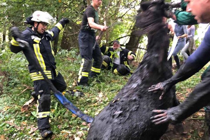 Mit vereinten Kräften befreite die Feuerwehr das Pony.