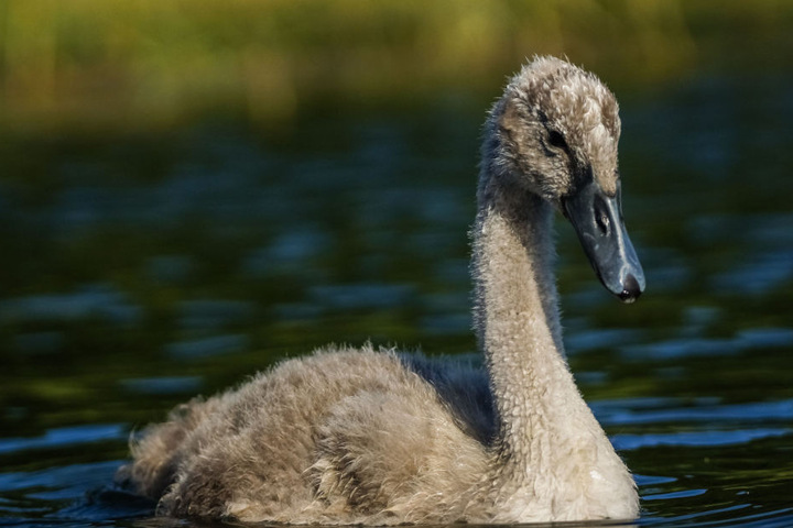Die schreckliche Tat wurde an solch einem Jungschwan begangen.