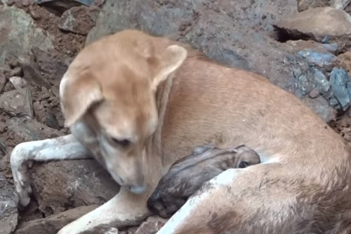 Die Hundedame hat ihre süßen Babys wieder bei sich - und die haben Hunger!