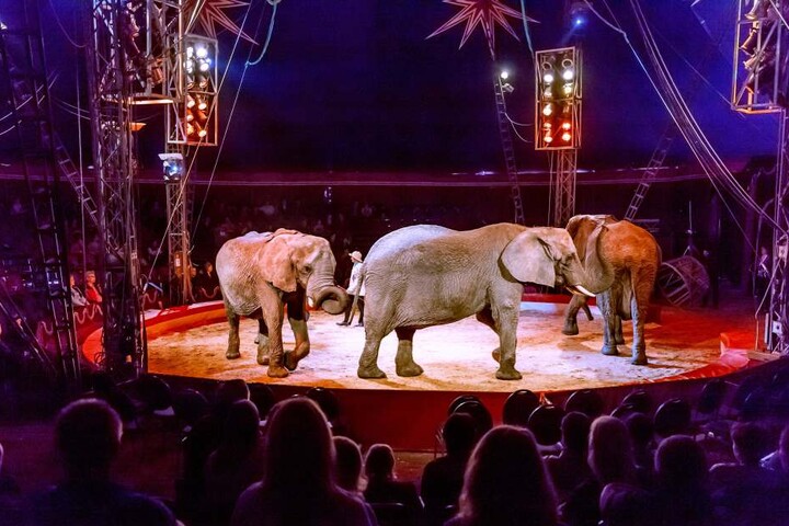 Solche Auftritte mit Elefanten im Zirkus sollte es künftig eigentlich nicht mehr geben.