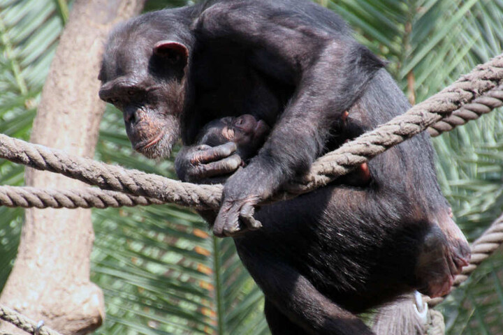 Ein junger Schimpanse klettert im Leipziger Zoo an einem Tau entlang. Das Verhalten der Tiere wird hier von Forschern des Max-Planck-Institut für evolutionäre Anthropologie erforscht.