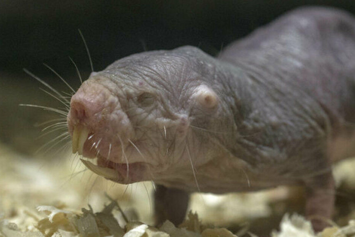 Mit einem blutigen Machtkampf zwischen den Nacktmull-Weibchen ist laut Tierpark in der Regel etwa alle fünf Jahre zu rechnen.