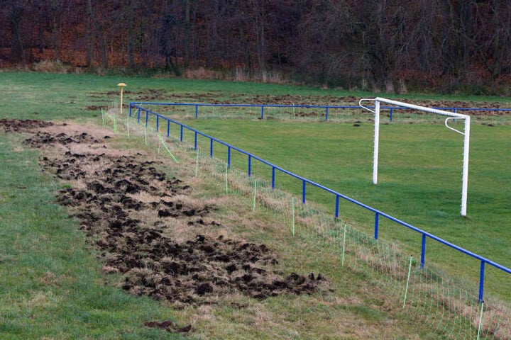 Wie heftig die Wildschweine vorigen Monat in Wernsdorf gewütet haben, ist am Rand des Spielfeldes noch immer sichtbar.