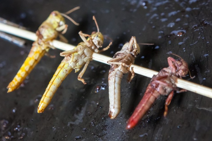 Lecker Heuschrecken: Das Restaurant Espitas bringt diese exotische
Spezialität auf den Tisch.