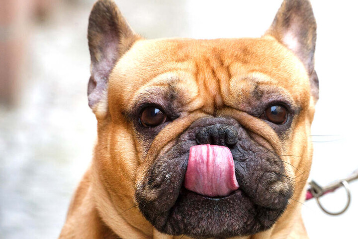 Von einer Bulldoggen-Art wurde der Junge tödlich verwundet.