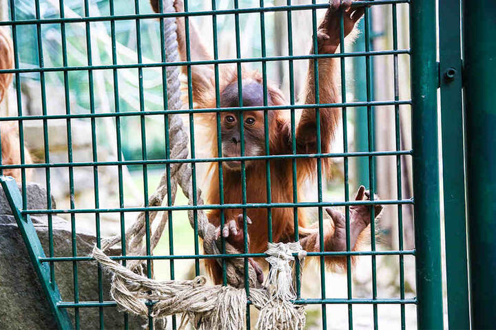 Der Neubau des Orang-Utan-Haus würde 7,4 Millionen Euro kosten - das Geld fehlt im Haushalt.