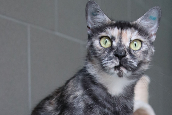 Bailey ist ein kleiner Wirbelwind und sucht ein verschmustes Herrchen oder Frauchen.