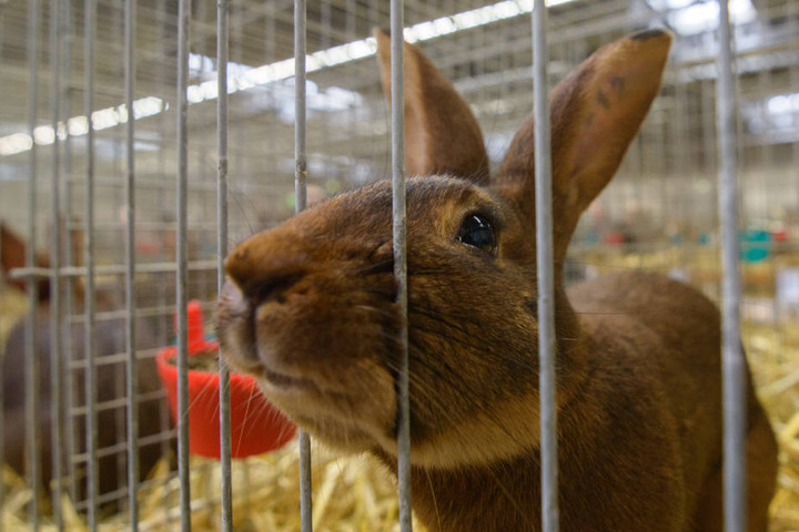 Ein Kaninchen der Rasse "Hasenkaninchen" streckt die Nase durch die Gitterstäbe eines Käfigs.