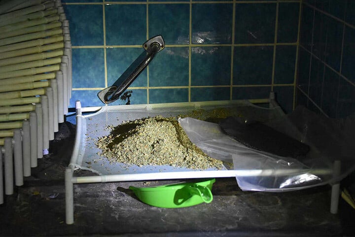 Überall fanden die Beamten Marihuana.