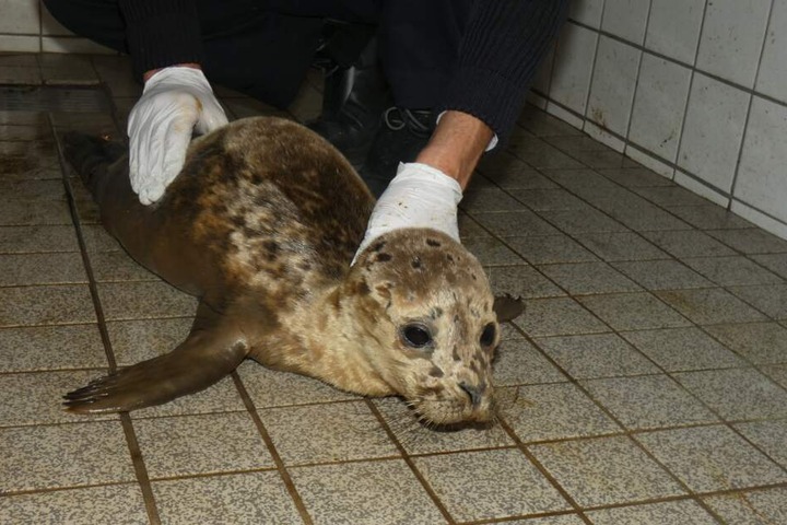 Er wird nun in einer Seehundstation wieder aufgepäppelt.