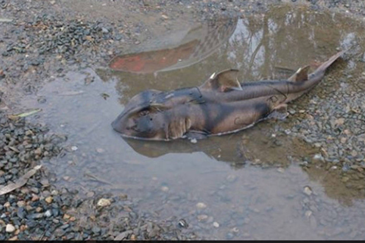Der Polizei vermutet, dass der Hai aus einem Aquarium stammt.