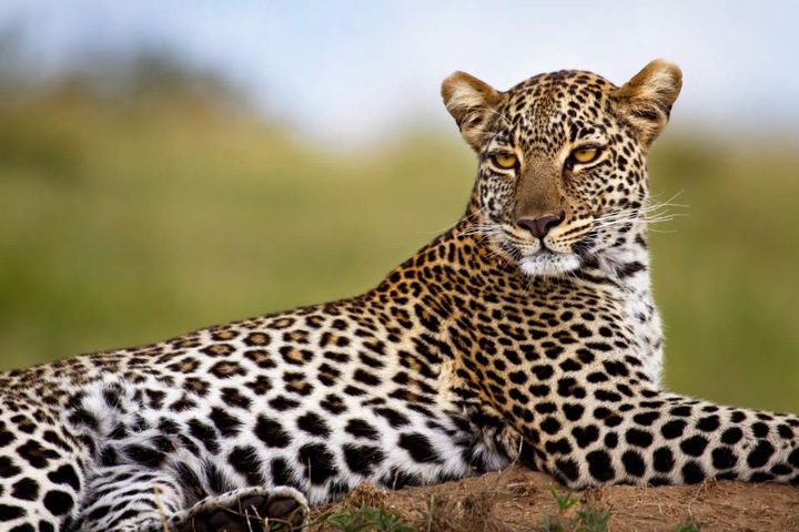 Die Mönche meditierten in einem speziell für Leoparden und Tiger eingerichteten Schutzgebiet. (Symbolbild)