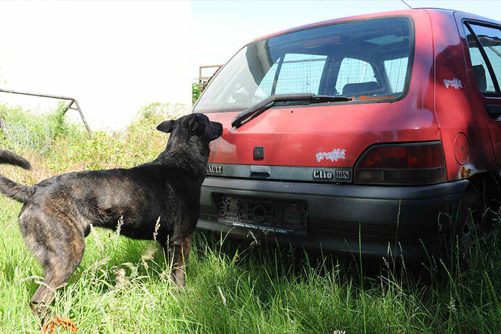 Vierbeiniger Kollege: Der Spürhund schnüffelte auch an einem Auto auf dem Grundstück.