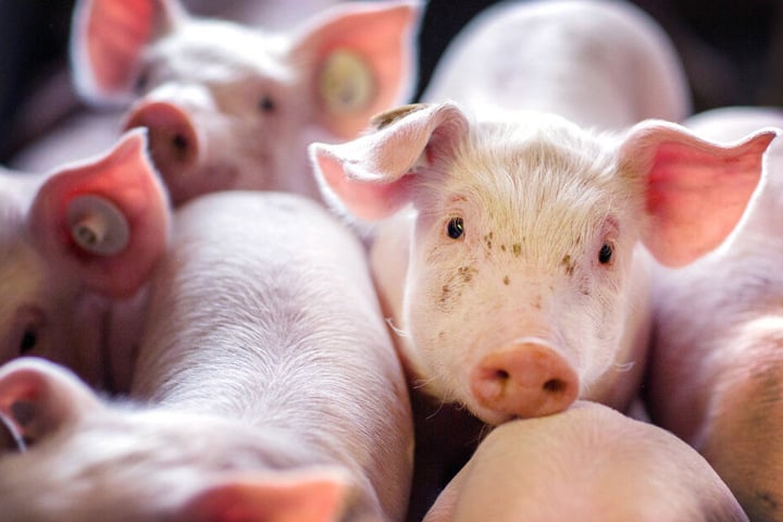 Die Zahl der Schweine und Ferkel in Deutschland geht seit 2014 zurück (Symbolbild).