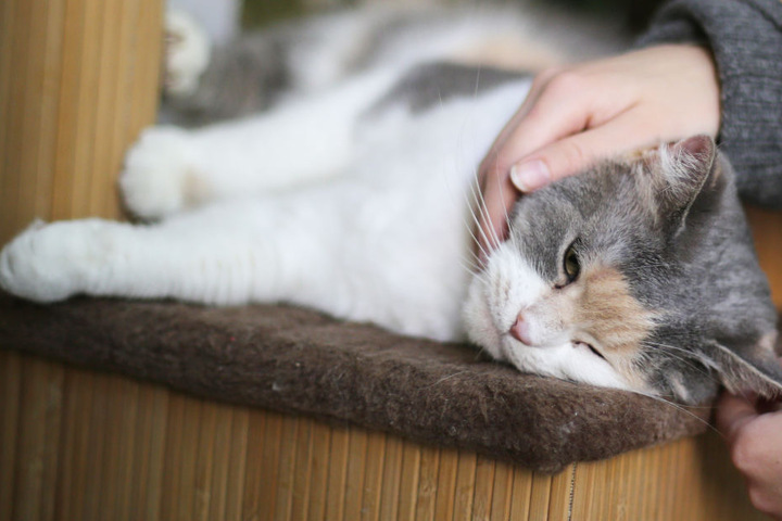 Insgesamt 13 Katzen mussten im bayerischen Selb aus einer Wohnung gerettet werden. (Symbolbild)