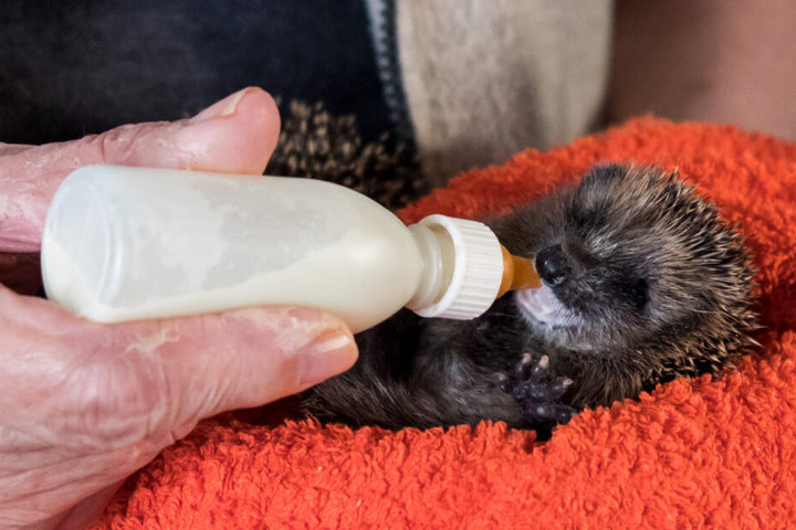 Mit der Flasche füttert die Rentnerin eines der Igel-Babys.