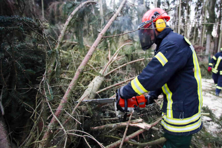 Nach "Friederike" musste die Feuerwehr zahlreiche umgestürzte Bäume beseitigen.