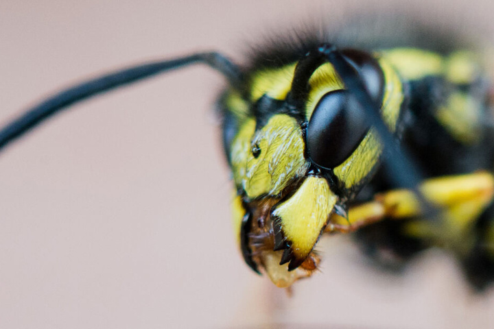 Nach Schätzungen leiden fünf Prozent der Deutschen unter einer Insektengift-Allergie. (Symbolbild)